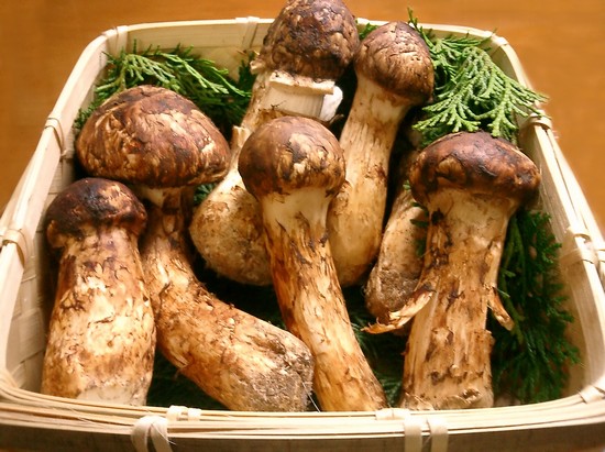 ebd47-matsutake