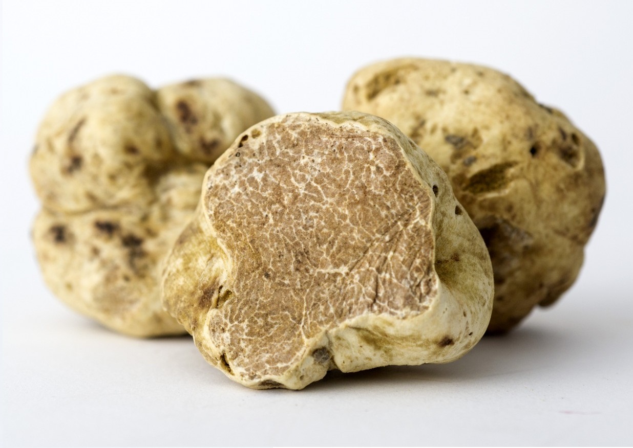 white-Truffle-lombary-gourmet