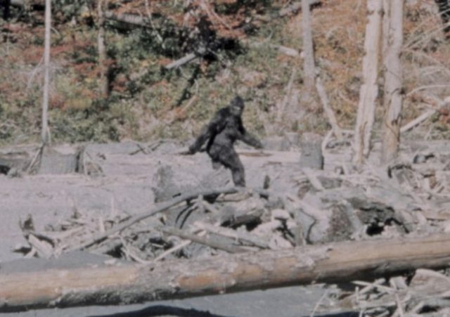 gorrila-640x451